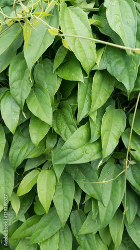 Thumbergia Laurifolia Leaves.