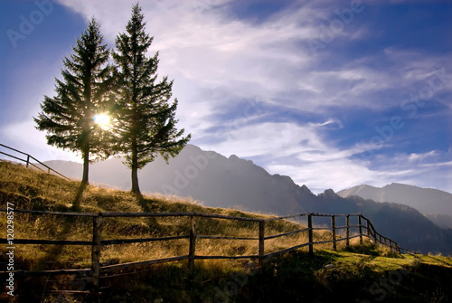 Mountain view with pine trees.