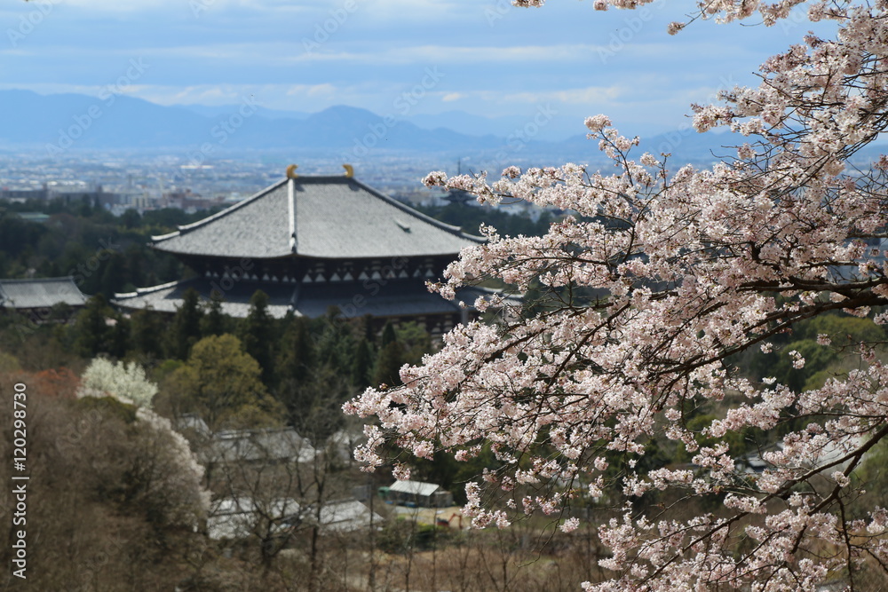 Fototapeta premium 奈良の春