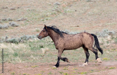 Wild Mustang © Ronnie Howard