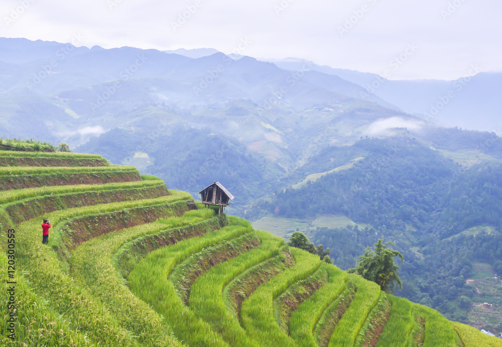Fototapeta premium Terraced rice field in rice season in Sapa, Vietnam