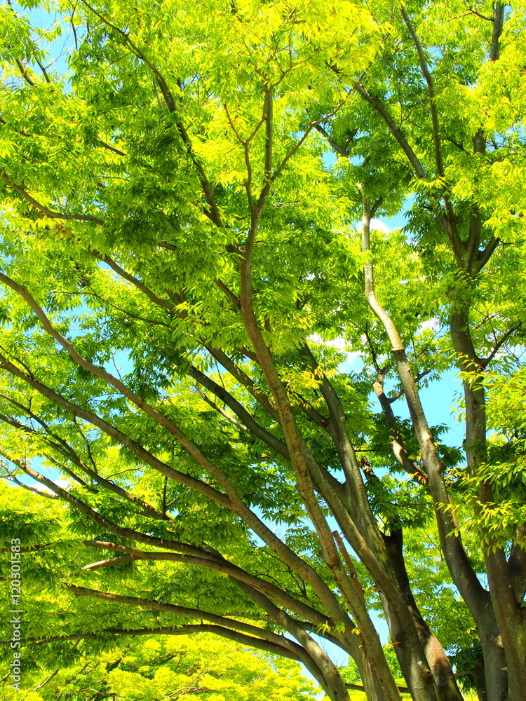 Obraz premium 夏の欅