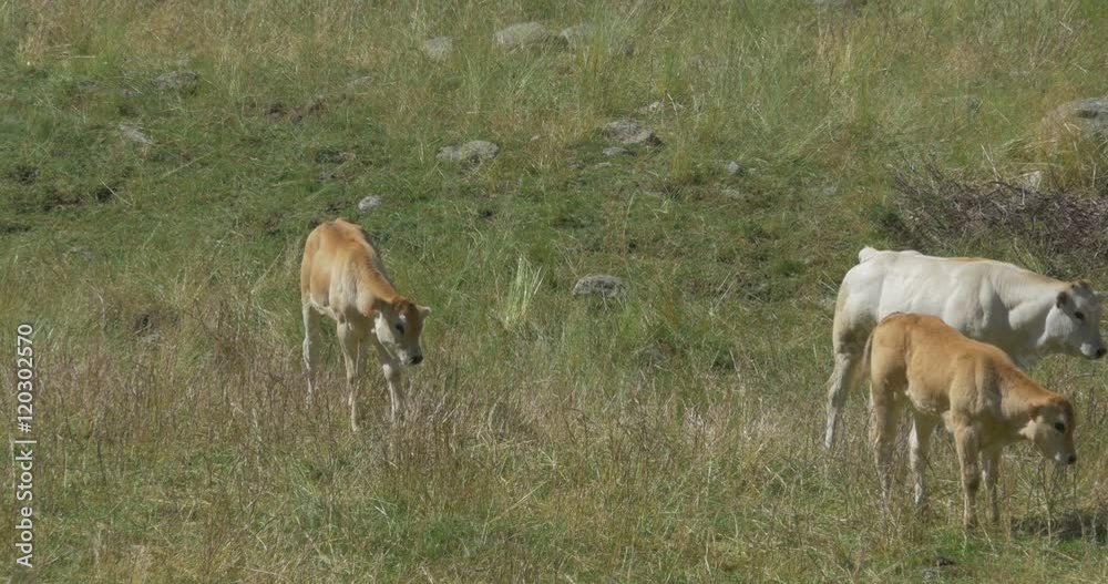 Cows And Cattles At Gias Della Casa, Italy - Ungraded Material