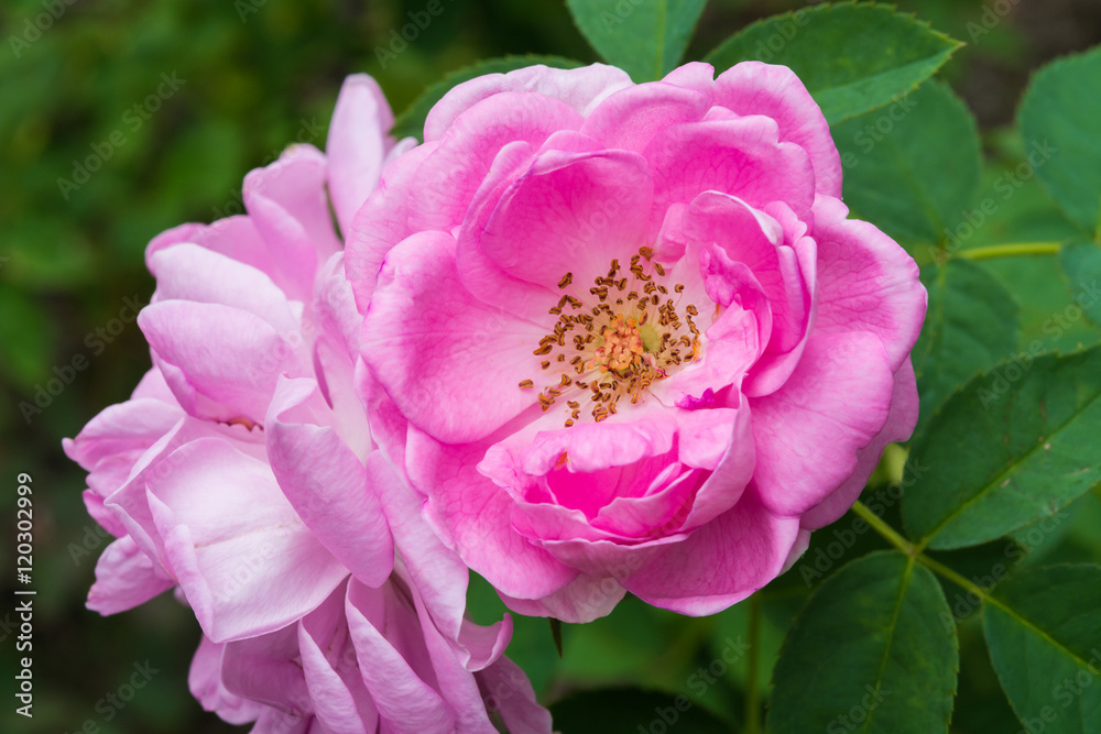Fototapeta premium Kwiat róży damasceńskiej