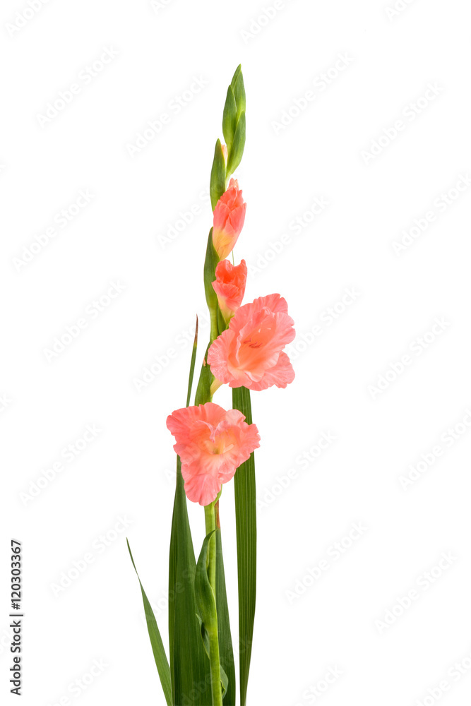 Beautiful gladiolus flower Beautiful gladiolus flower