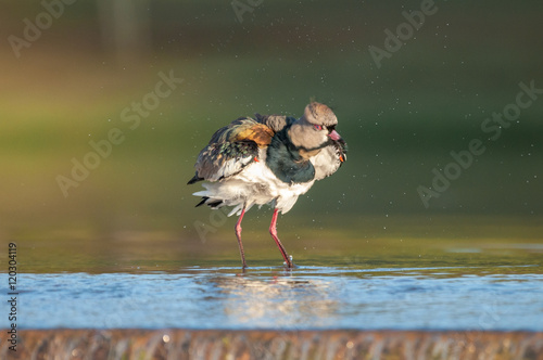 Quero Quero bird on water shaking and splashing drops of water around