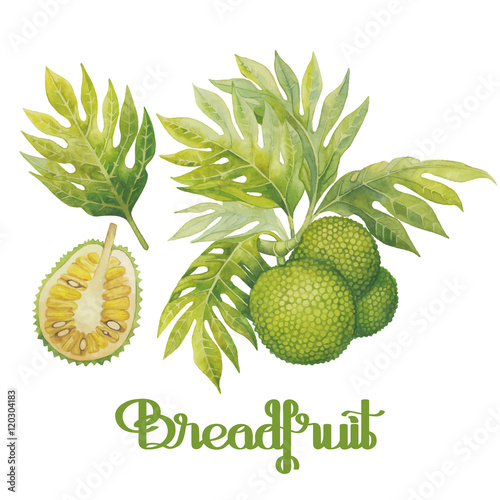 Watercolor breadfruit set photo