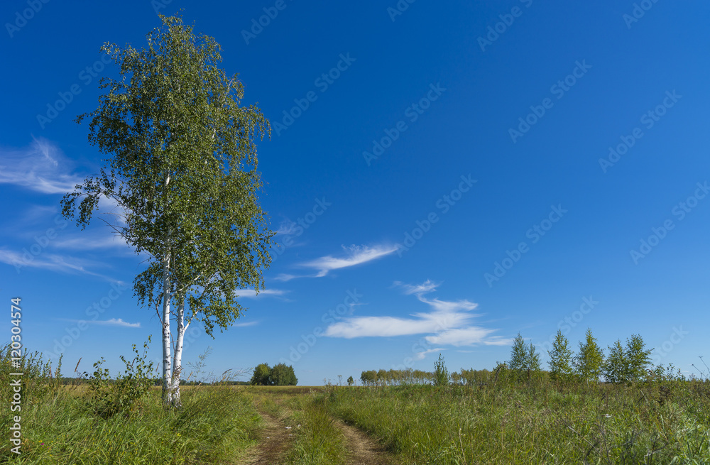 Agricultural green field and rural road in the summer, landscape