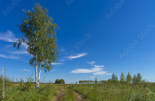 Agricultural green field and rural road in the summer  landscape