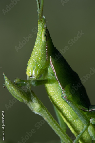 Long-faced Grasshopper. © apisitwilaijit29