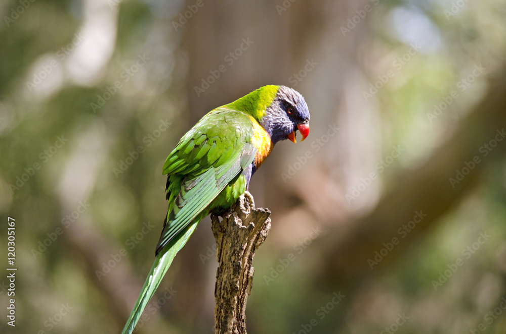 rainbow lorikeet