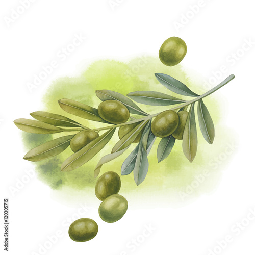 Watercolor green olive branch