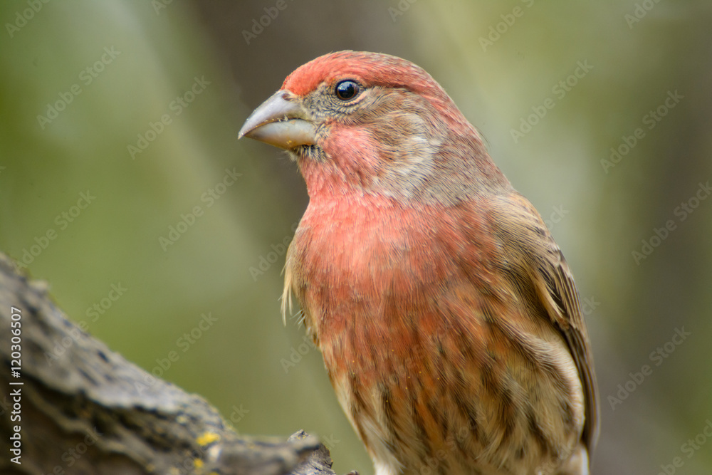 House Finch House Finch
