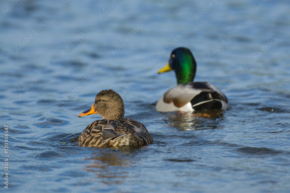 Mallard Couple