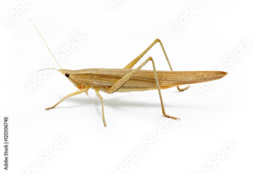 Single Brown Grasshopper Isolated On White