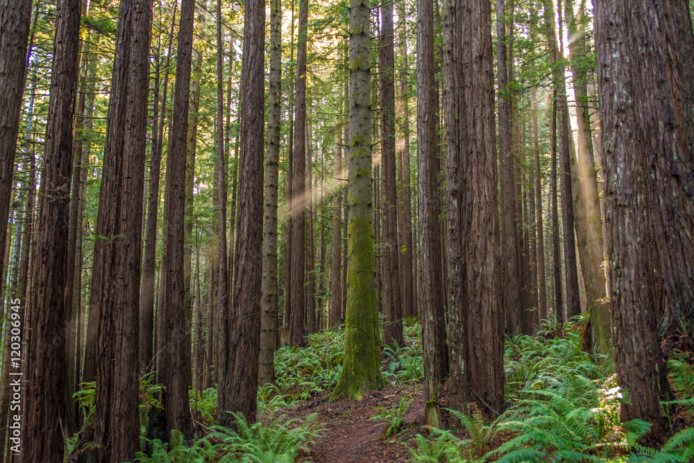 Fototapeta premium Light beam through forest 