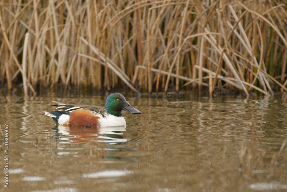 Fototapeta premium Northern Shoveler
