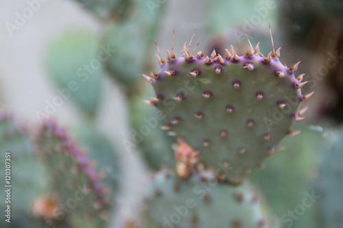 Cactus Pad