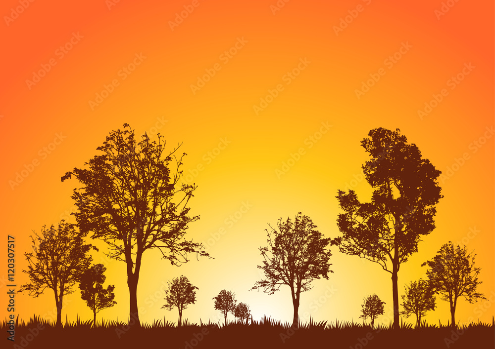 Silhouettes of trees at sunset.