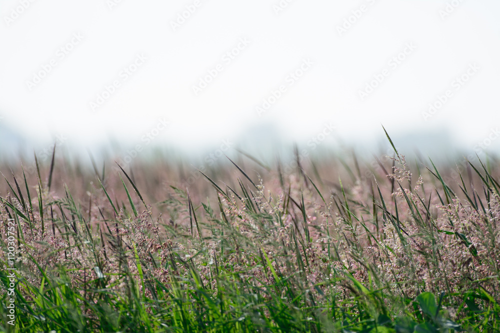 Rice field in wind