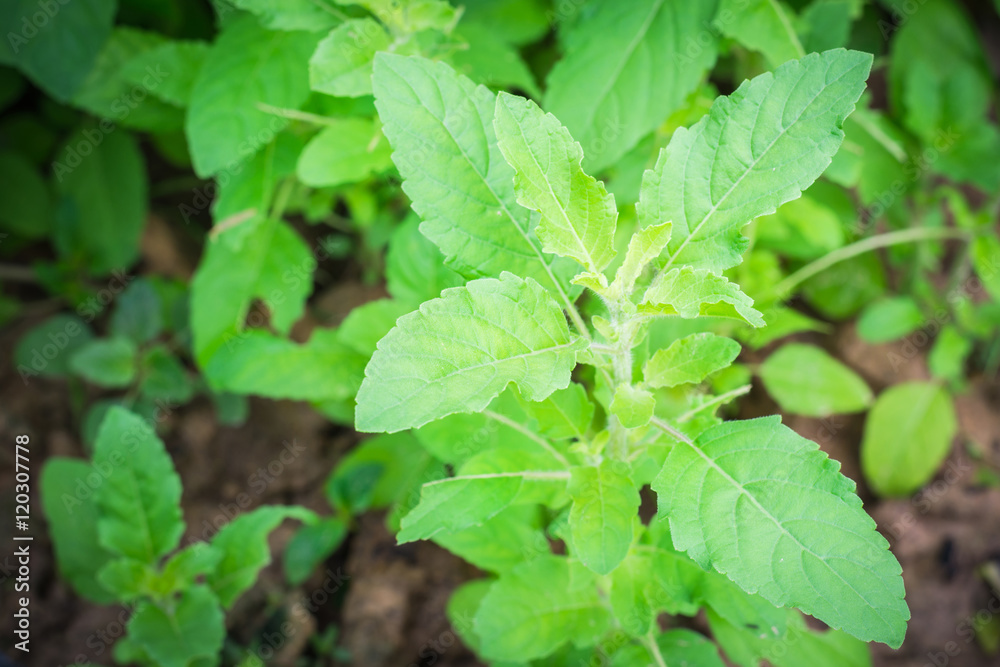 Basil (Ocimum sanctum). Closeup of thai holy basil plants holy b Basil (Ocimum sanctum). Closeup of thai holy basil plants holy b