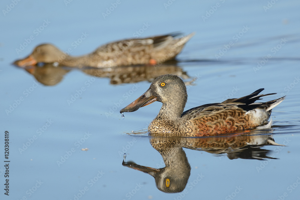 Fototapeta premium Juvenile Nortern Shoveler duck