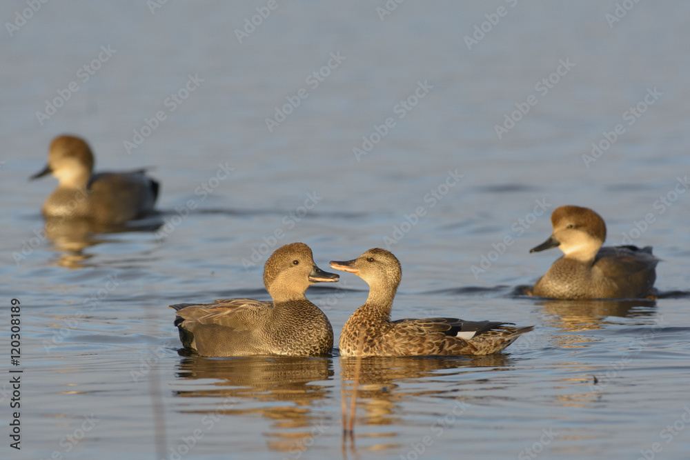 Gadwall Chatter Gadwall Chatter