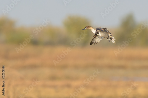 Pintail duck landing approach