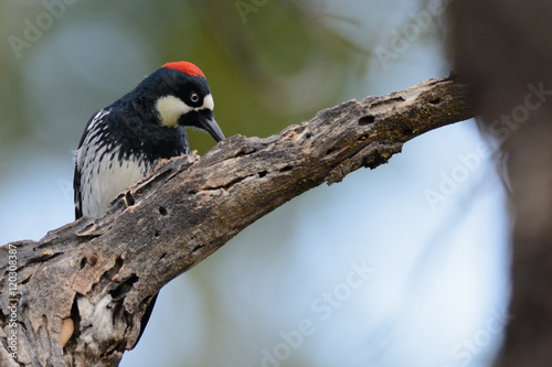 Wall Mural Acorn woodpecker pecking tree
