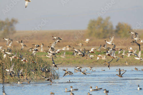 Large flock of ducks flying low
