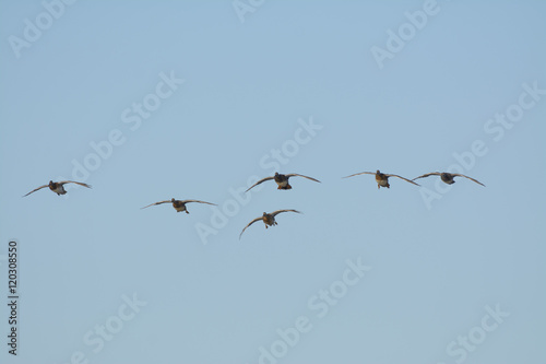 Schilderij op canvas Small flock gadwall ducks landing locked up