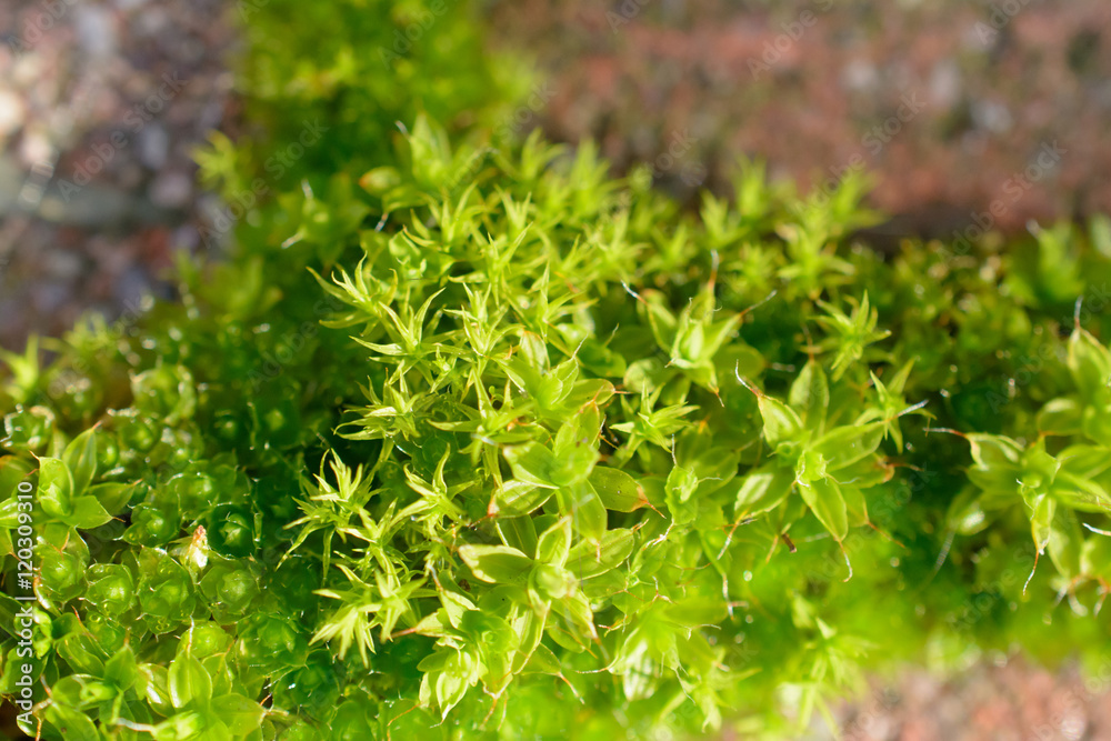 moss growing in brick pathway moss growing in brick pathway