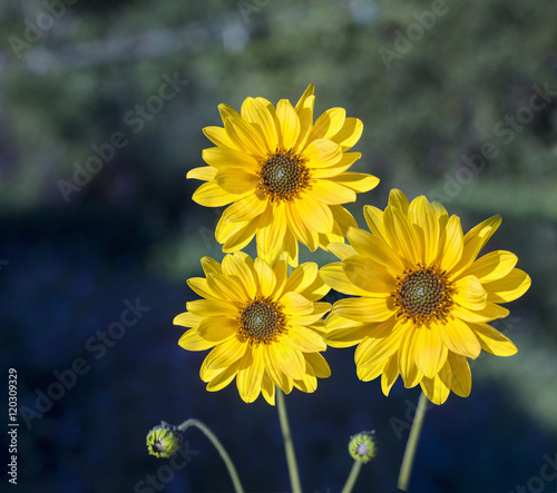 Arnica herb  blossoms photo
