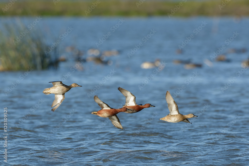 Cinnamon teal ducks flying low