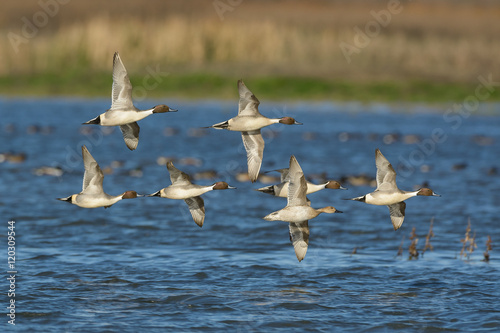 Pintail ducks flying formation