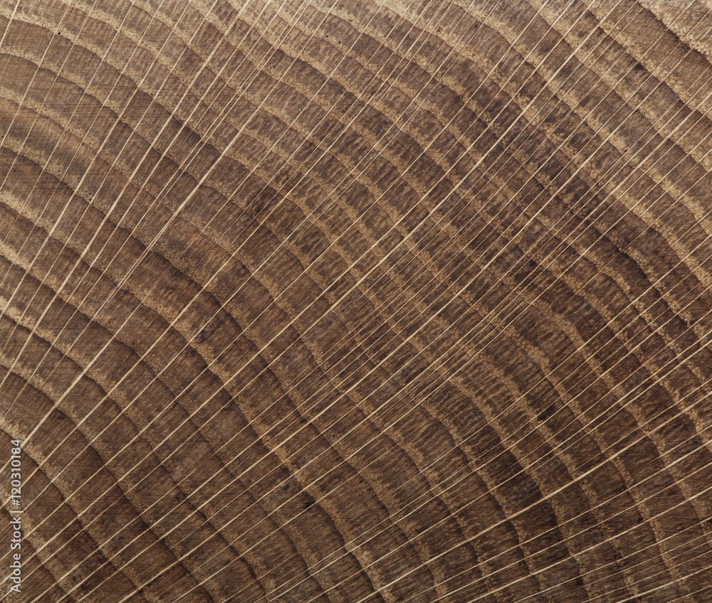 End grain wood texture End grain wood texture