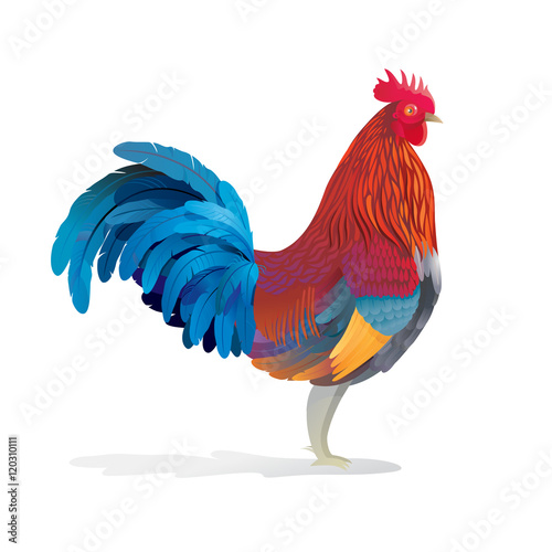 Rooster. Isolated vector image colored cock on a white background.