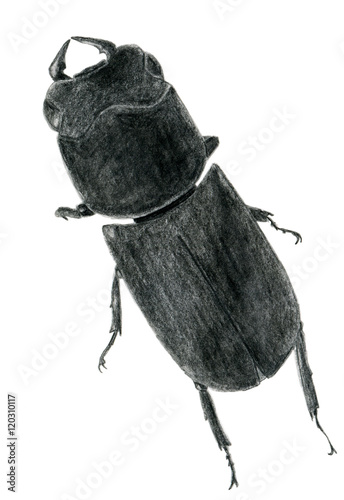 Hand drawn lesser stag beetle back illustration photo