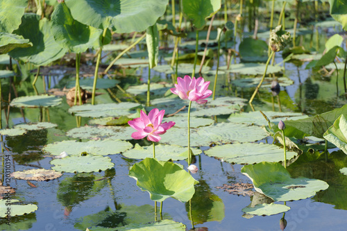 Pink Water Lillies, Yellow River, Australia