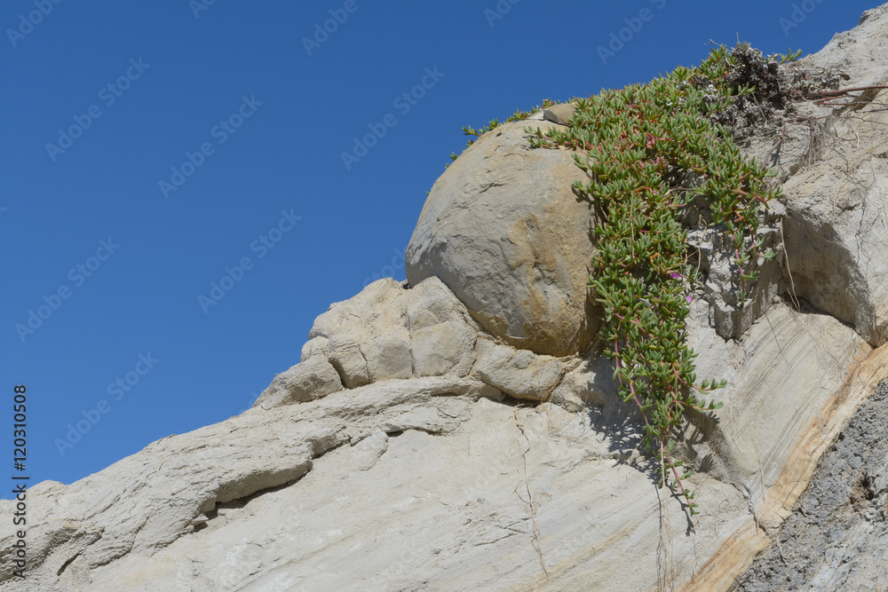 Plant On Cliff
