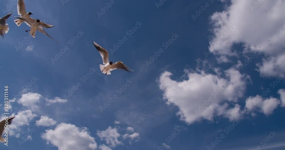 A Flock of Seagulls on the Beach
