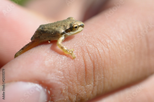 Super Tiny Tree Frog