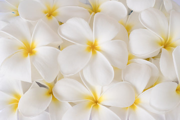 Keuken achterwand Frangipani Bloeiende witte plumeria takken  © chatuphot