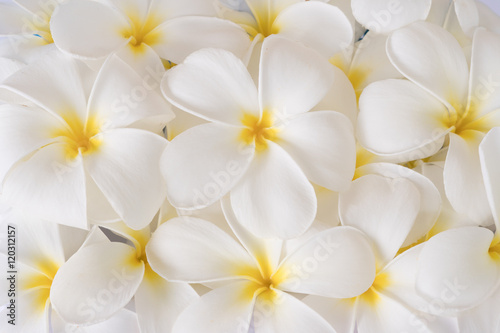 white plumeria flowers