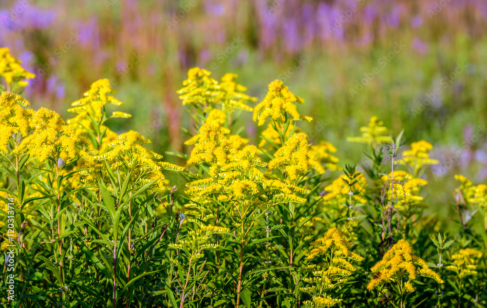 Obraz premium Colorful flowering wild plants in summertime