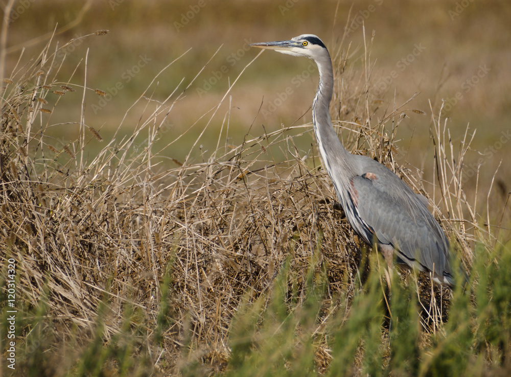 Great Blue Heron bird Great Blue Heron bird