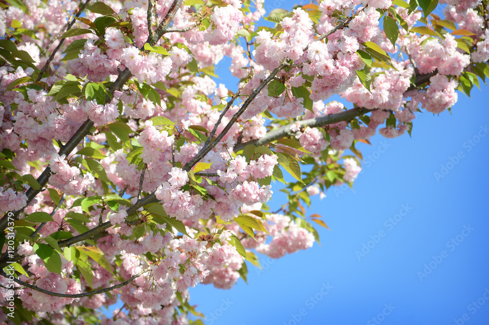 Obraz premium Spring Sakura Cherry Blossom