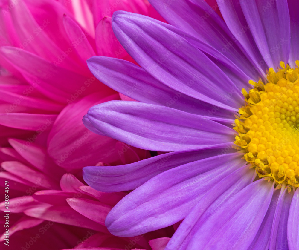 Purple aster flower on a background of purple petals closeup. selective focus