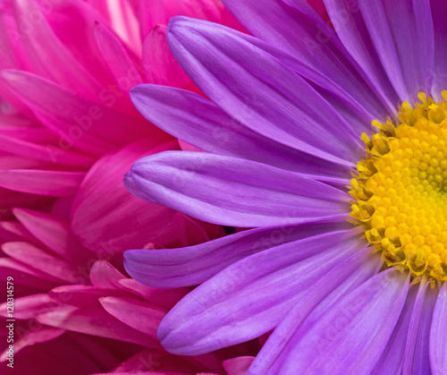 Purple aster flower on a background of purple petals closeup. selective focus