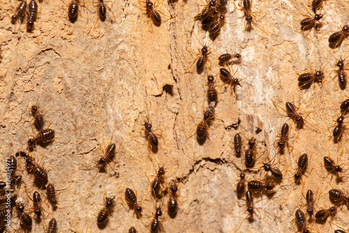 Wallpaper Mural Termite work as team in the nature Torontodigital.ca